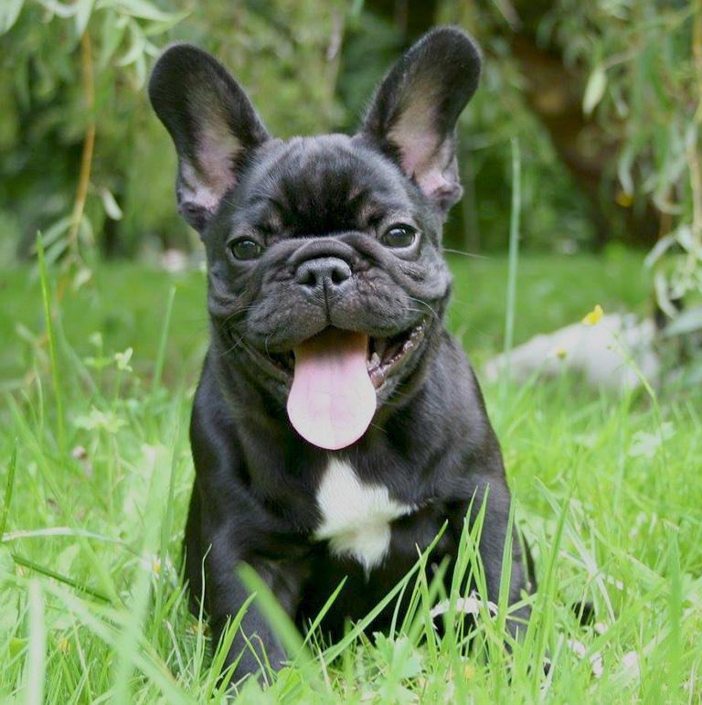 Buldog francuski