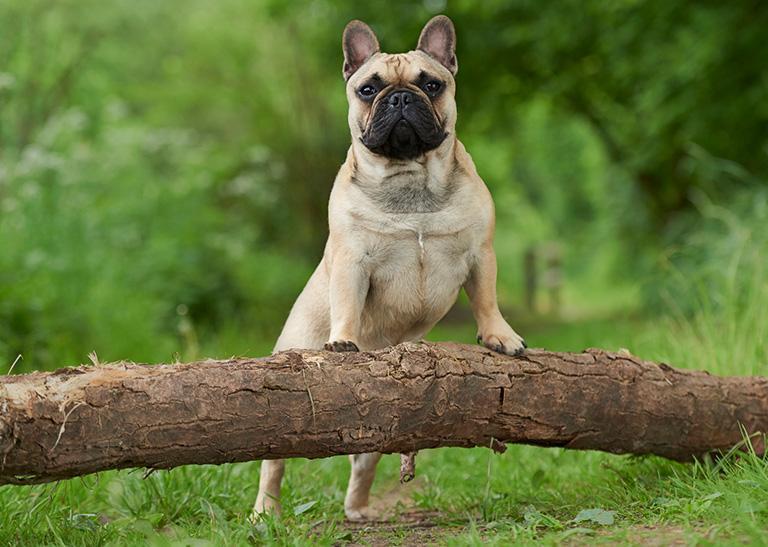 Bulldog